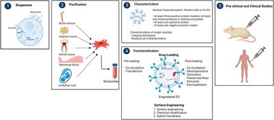 Mesenchymal stem cell-derived exosomes as new tools for delivery of miRNAs in the treatment of cancer